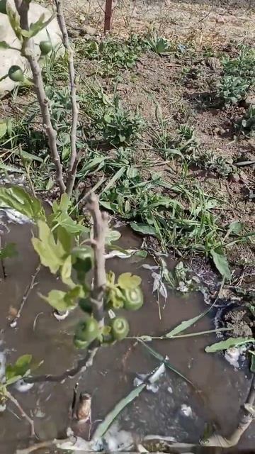 Инжирные пруды. Полив инжира, саженцы, черенки инжира. смотреть онлайн