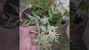 Бузина чёрная Пульвирулента.