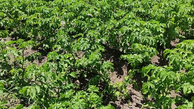 Ціни на ринку Великі Копані Херсонщина. тяжка ситуація. Порівнення цін. смотреть онлайн