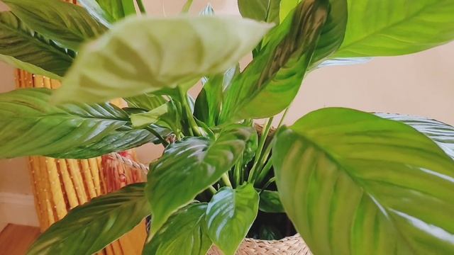 Creative Plant Display Ideas 💡 смотреть онлайн