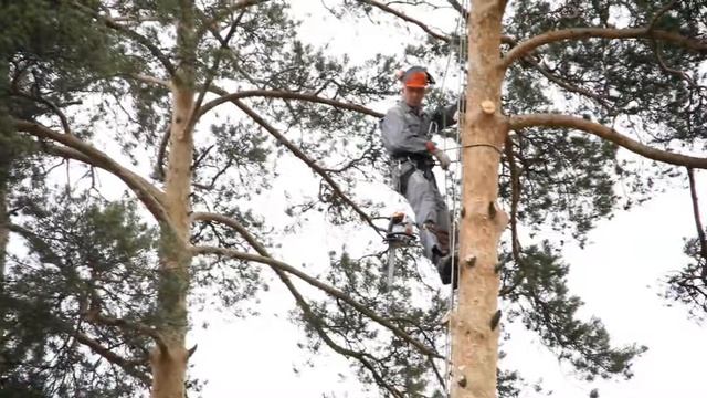 сосна шнур смотреть онлайн