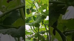 Дыня на Урале 🍈. Как понять, что дыня опылилась? Легко!