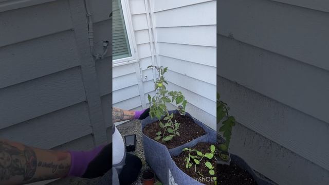 Green tomato transplanting