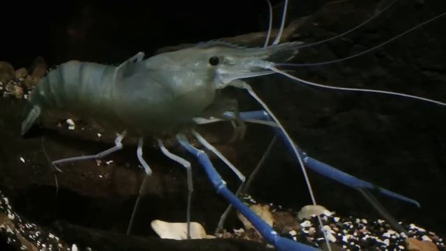 Prawn - Macrobrachium rosenbergii смотреть онлайн