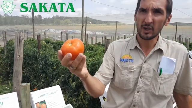 How does Sakata Hybrid Tomatoes and Open Pollinated Tomatoes stack up against eachother?
