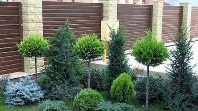 Туи в Ландшафтном Дизайне на Дачном Участке. смотреть онлайн