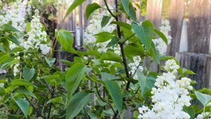 сирень. память колесникову