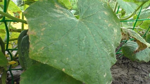 Огурцы взошли. Обзор июльского огорода смотреть онлайн