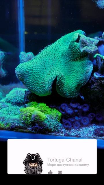 Привет от Tortuga! Чуточку прекрасного аквариума для вашего хорошего дня смотреть онлайн