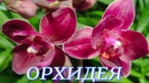 №1026/ БОЛЬШАЯ поставка ОРХИДЕЙ в маг ОРХИДЕЯ