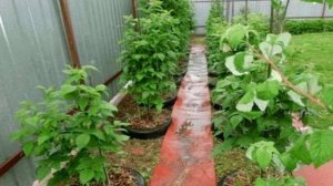 Создаём идеальный участок.