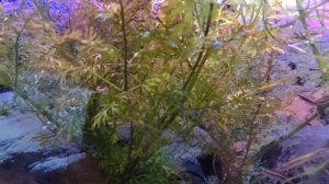 Кардиналы и многое другое