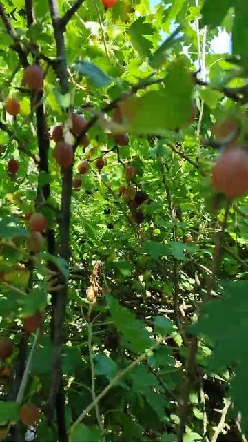 Крыжовник штамбовый . смотреть онлайн