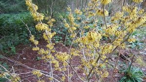 Witch Hazel | Growing, Harvesting and Uses