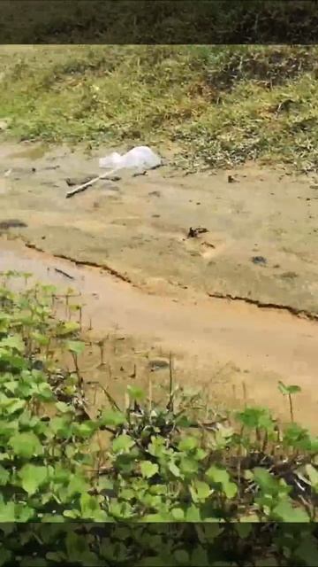 Awesome!! Amazing Fisherman Style! Clear Water Hyacinth Found Many Snack-Head Fishes Inside.17 смотреть онлайн