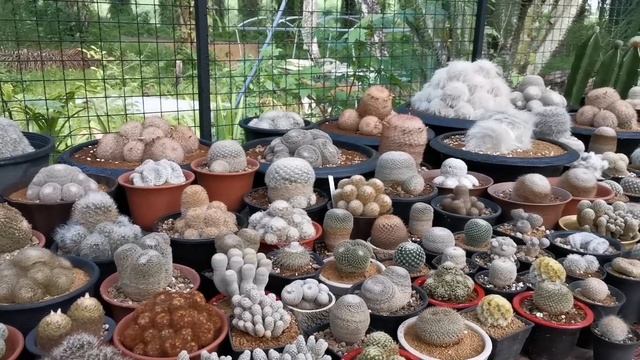 นั่งชิลๆบ้านสวน | จัดโรงเรือนแคคตัส | ถ่ายแคคตัสให้ชมนิดหน่อย | 14 ตุลาคม ค.ศ. 2019 смотреть онлайн