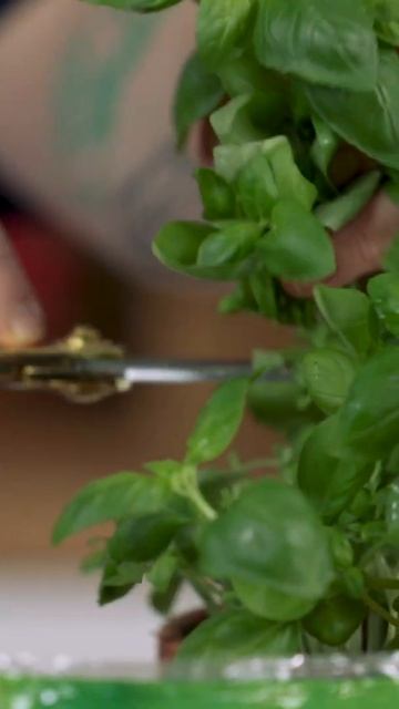 Vegan kochen mit Timo: Spaghetti mit Basilikum-Pinienkern-Pesto смотреть онлайн