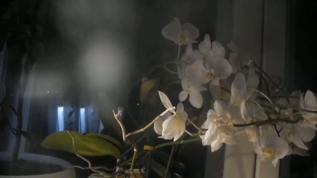 Бреду смотреть онлайн