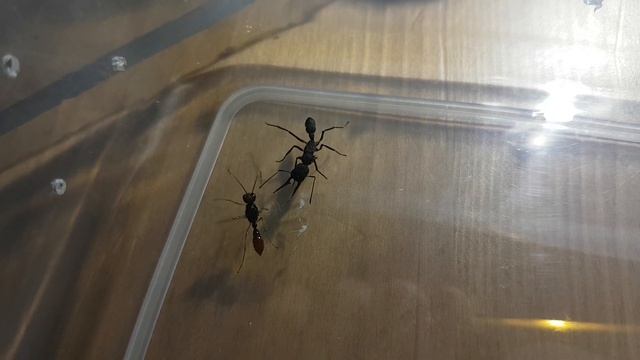 Harpegnathos venator male vs female begining смотреть онлайн