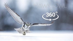 Ястребиная сова // 360 Panorama // 8K
