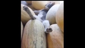 Смешные котики