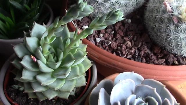 Plants! The air plant is getting ready to flower! смотреть онлайн