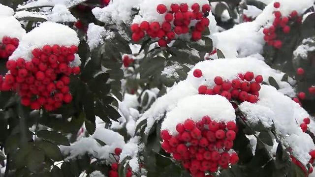 КРАСНАЯ РЯБИНУШКА В СНЕГУ смотреть онлайн