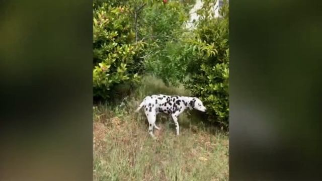 Furry friend in Crimea. Собака в Крыму смотреть онлайн