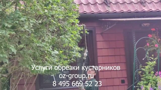 Услуги обрезки кустарников на даче. Выезд Агрономов по Москве и области. Звоните и заказывайте!