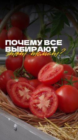 🍅 Томат ЛОЛИТА F1 – для свежих блюд и заготовок! #SemenaPartnerShorts