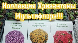 🪴Коллекция хризантемы Мультифлора 🪴