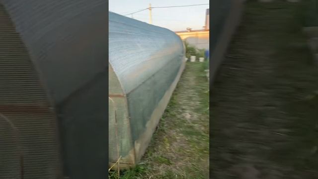 Неудачный опыт с цыплятами, затеняющая сетка и немного обо всём! смотреть онлайн