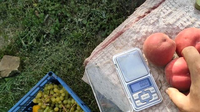 Персик Фіделія на 20.08.22р. Волинська область. смотреть онлайн