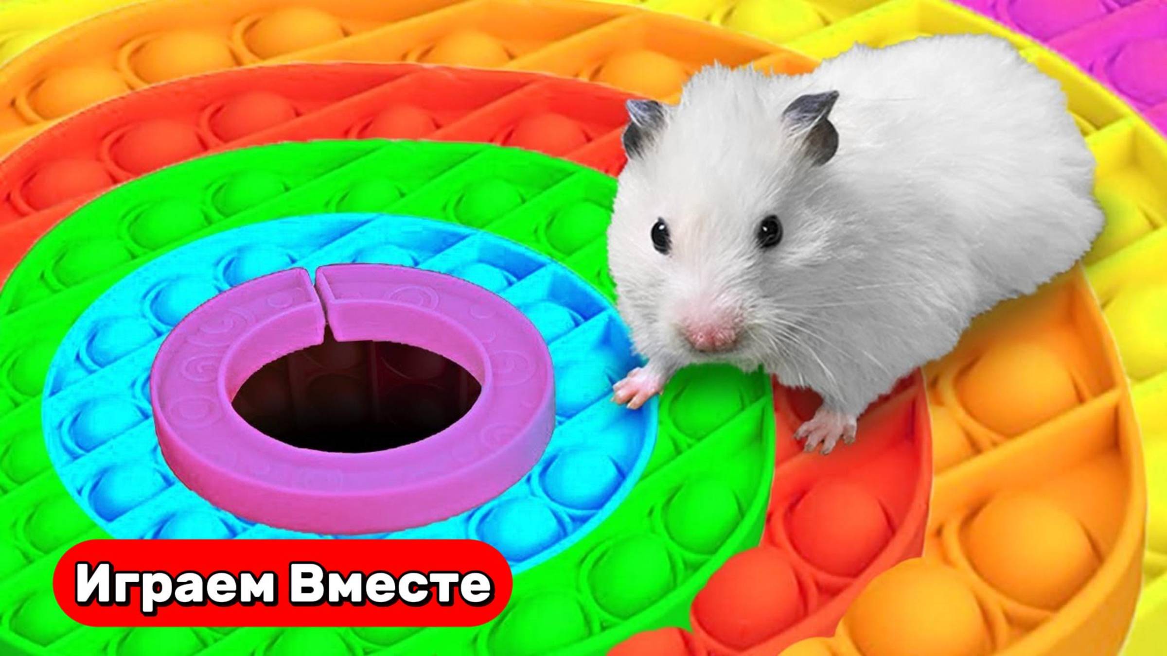 Лабиринт с ЧЕЛОВЕКОМ-ПАУКОМ для умного хомяка ! Видео для детей ...