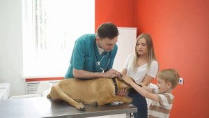 Посмотрите, что сделал кот, увидев, как ветеринар ставит укол собаке!