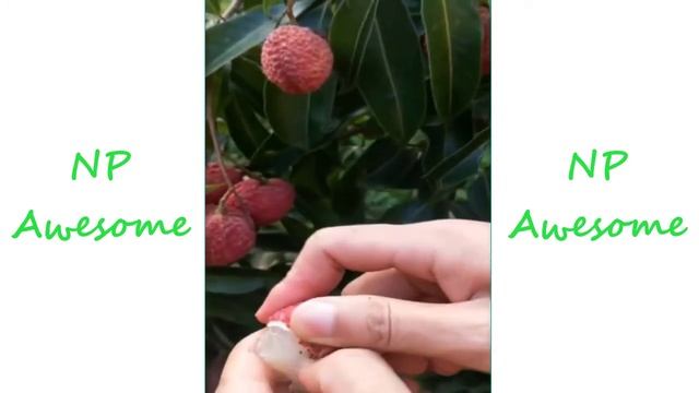 Китайцы выбирают и едят свежие фрукты в саду(странно приятный фруктовый ниндзя) #93 смотреть онлайн