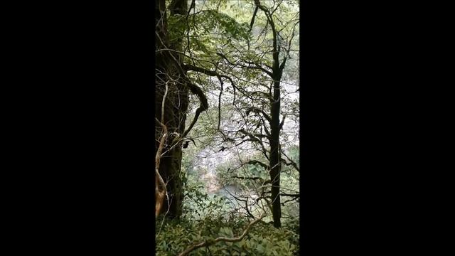 тисо - самшитовая роща смотреть онлайн