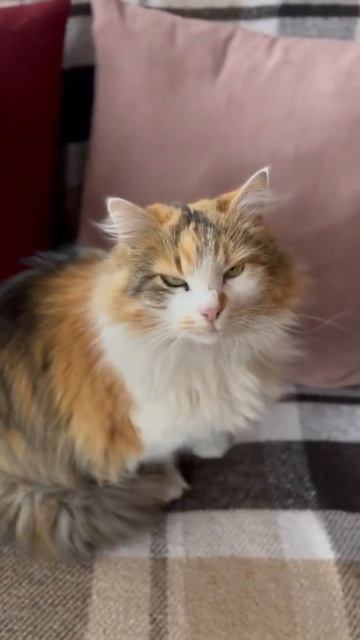 такое милое видео 😭💞 смотреть онлайн