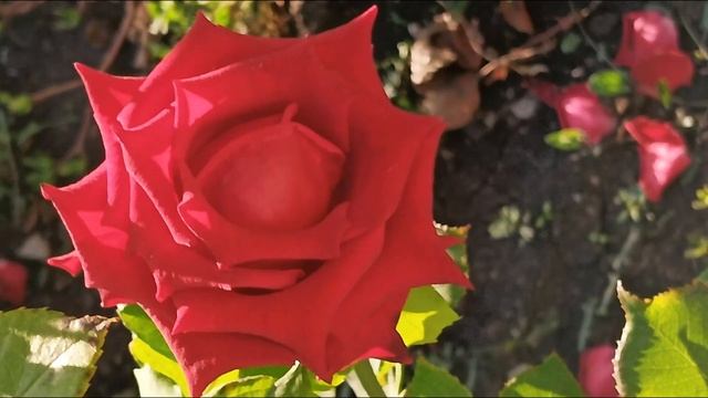 ROSES dreams ✨ 🌹🌹🌹RED. РОЗОВЫЕ мечты красные розы смотреть онлайн