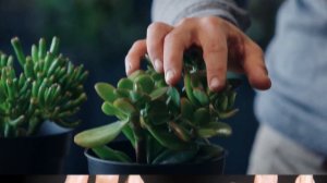 Секрет денежного дерева: как каждый листок может изменить вашу жизнь! #здоровье #денежное дерево