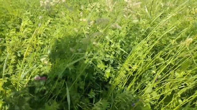 Сенокос 2020//Обзор участков смотреть онлайн