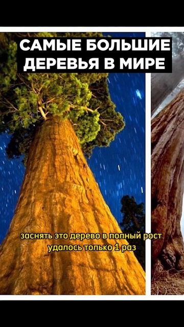 САМЫЕ БОЛЬШИЕ ДЕРЕВЬЯ В МИРЕ смотреть онлайн