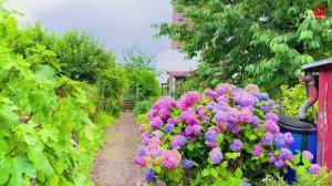 Дождливая прогулка в Швейцарском саду _ Цюрих, Швейцария