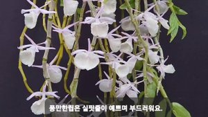 #Dendrobium primulinum