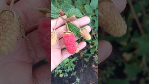 сорт малины Похвалинка