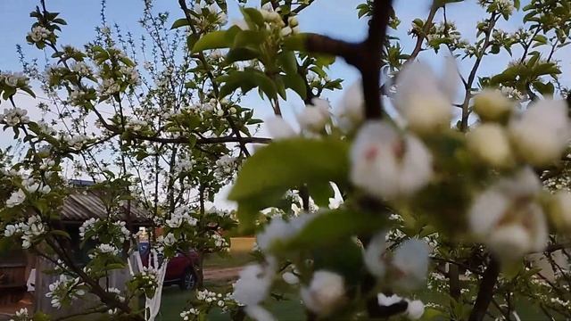 Утренний сад смотреть онлайн