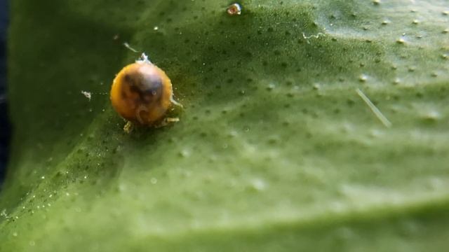 Drake's Video Blog - Day 23 смотреть онлайн