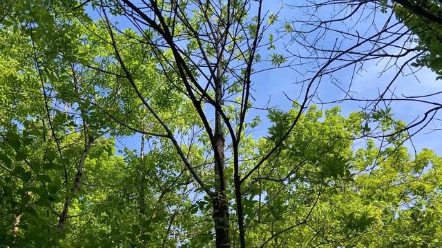 Tree ID Clip: white ash смотреть онлайн