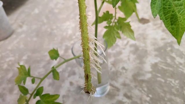 How To Grow Tomato Plant From Cuttings (IN HINDI) Easiest Way To Propagate Tomato Plant смотреть онлайн