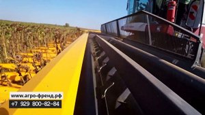 Акрос 550 Ростсельмаш молотит подсолнечник с Санмастер Нео